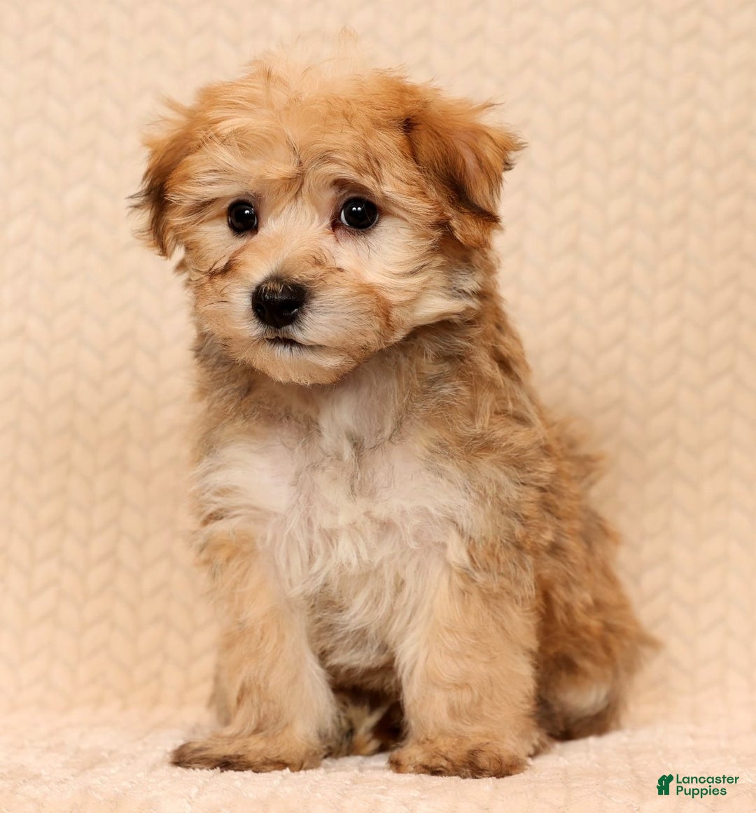 Yochon dogs for sale: Benji - Ad 5