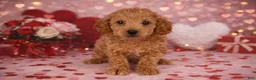Cavapoo dogs for sale: 🖤🖤 Chance 🖤🖤 - Ad 1
