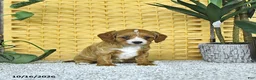 Cavapoo dogs for sale: Daisy - Ad 3