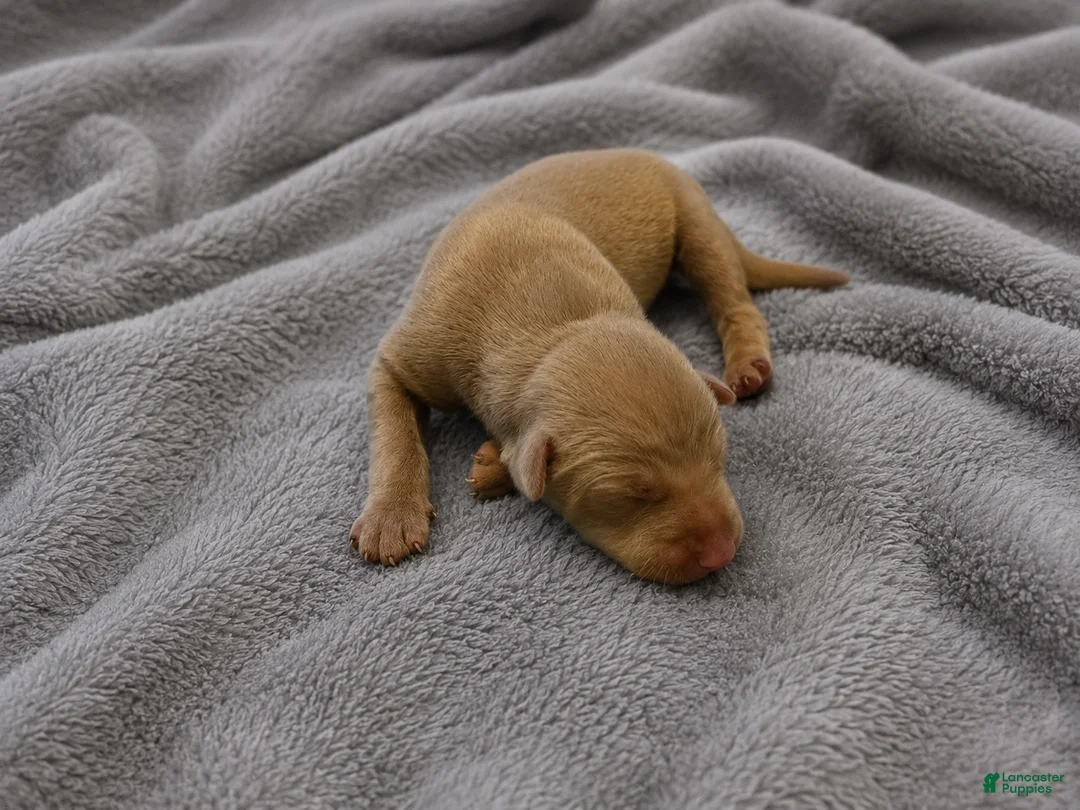 Doberman Pinscher dogs for sale: Raziel - Ad 1