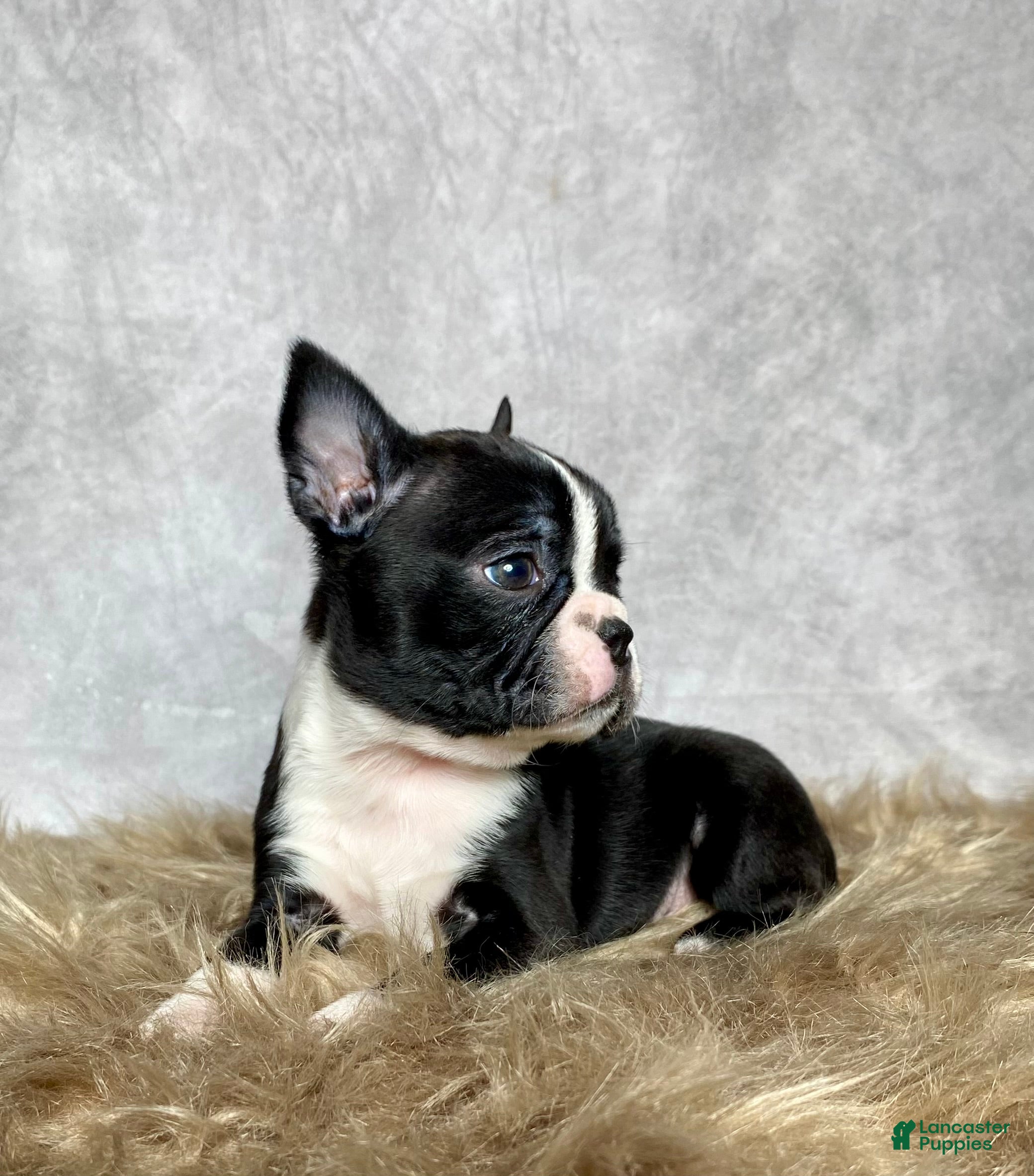 Boston Terrier dogs Frankie  - Ad 2