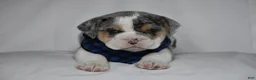 Beabull dogs for sale: Champ - Ad 8