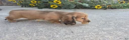Miniature Dachshund dogs for sale: Heidi - Ad 5