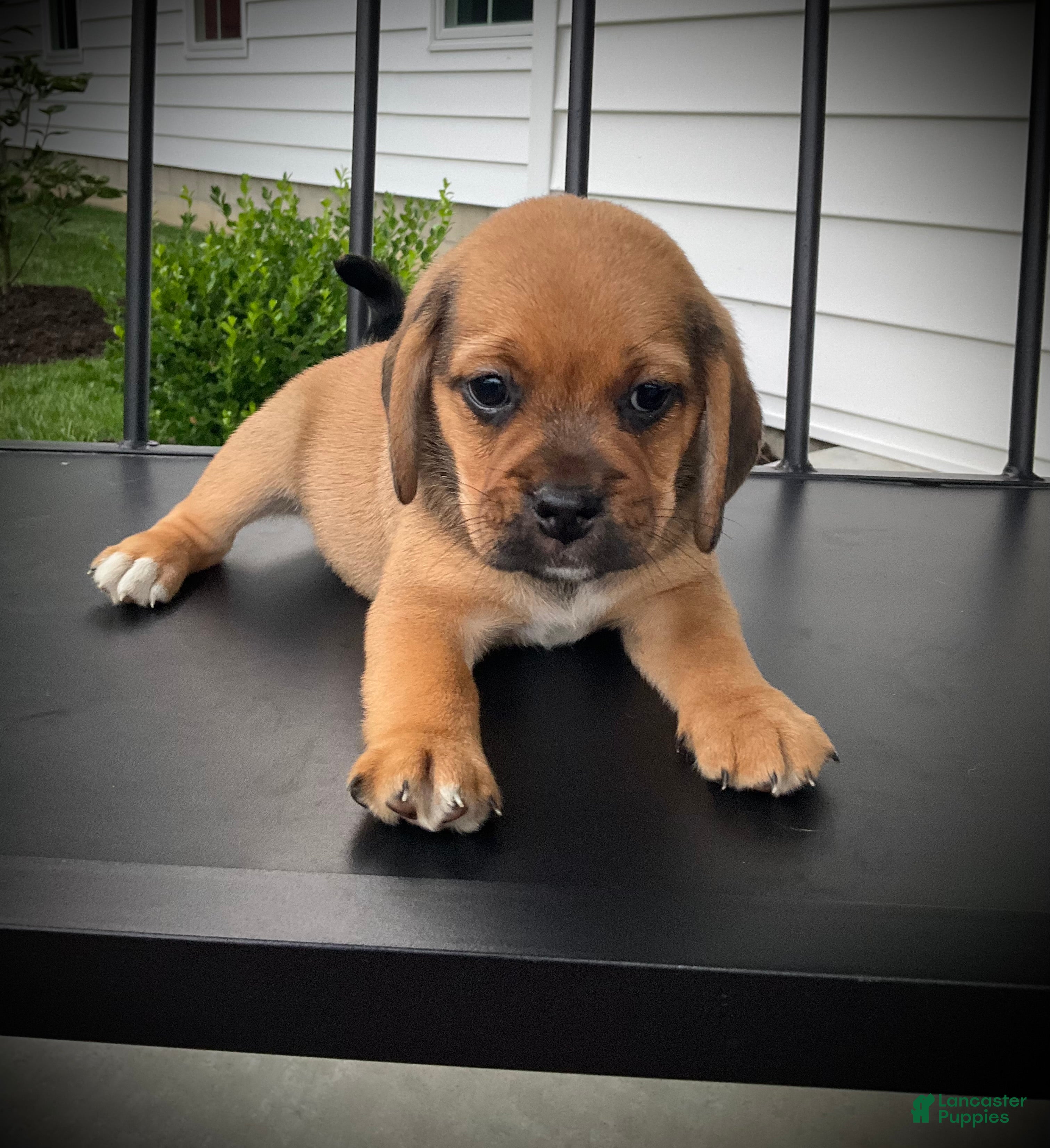 Puggle dogs Shane - Ad 1