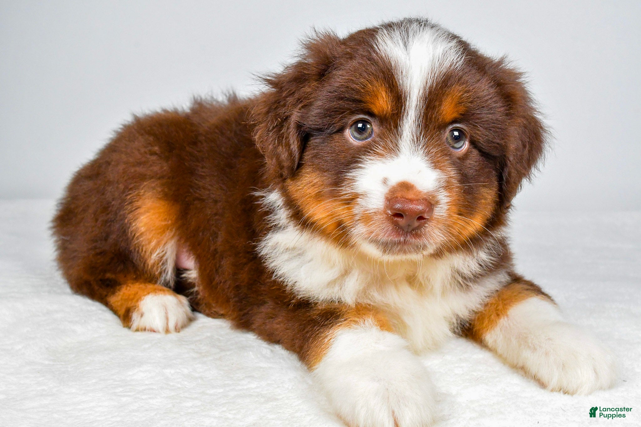 Miniature Australian Shepherd dogs Palmer - Ad 2