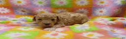 Toy Poodle dogs for sale: Vicki - Ad 2