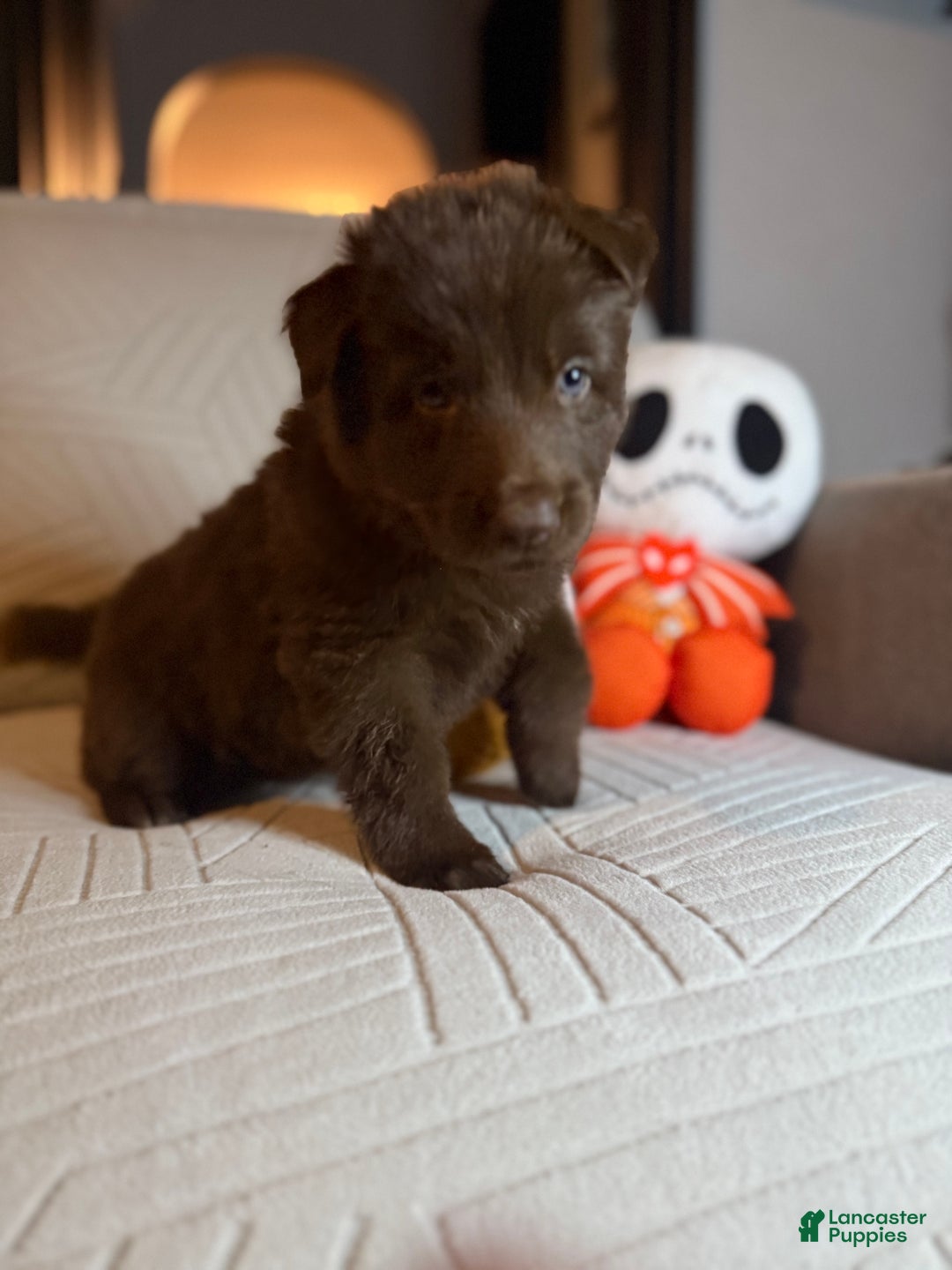 German Shepherd dogs for sale: Candy - Ad 5