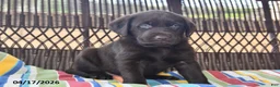 Labrador Retriever dogs for sale: Jack  - Ad 1