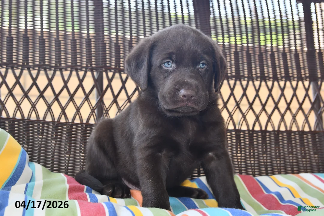 Labrador Retriever dogs for sale: Jack  - Ad 1