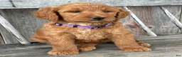 Irish Doodle dogs for sale: Charlotte  - Ad 12
