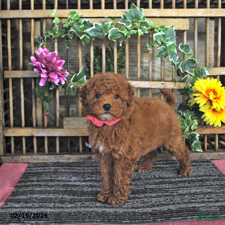 Mini Goldendoodle dogs Pearl - Ad 2