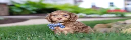 Cockapoo dogs for sale: Leo - Ad 4