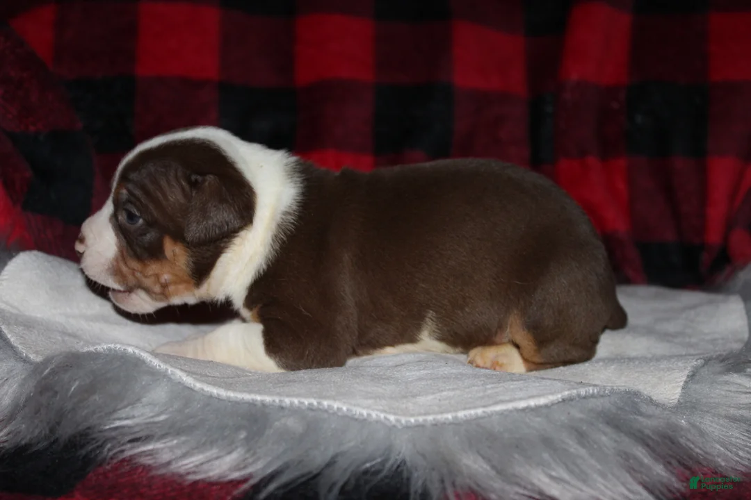 American Bully dogs for sale: Rippy Tippy aka Ripp - Ad 2