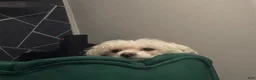 Toy Poodle dogs for sale: Toy Poodle 2 - Ad 11