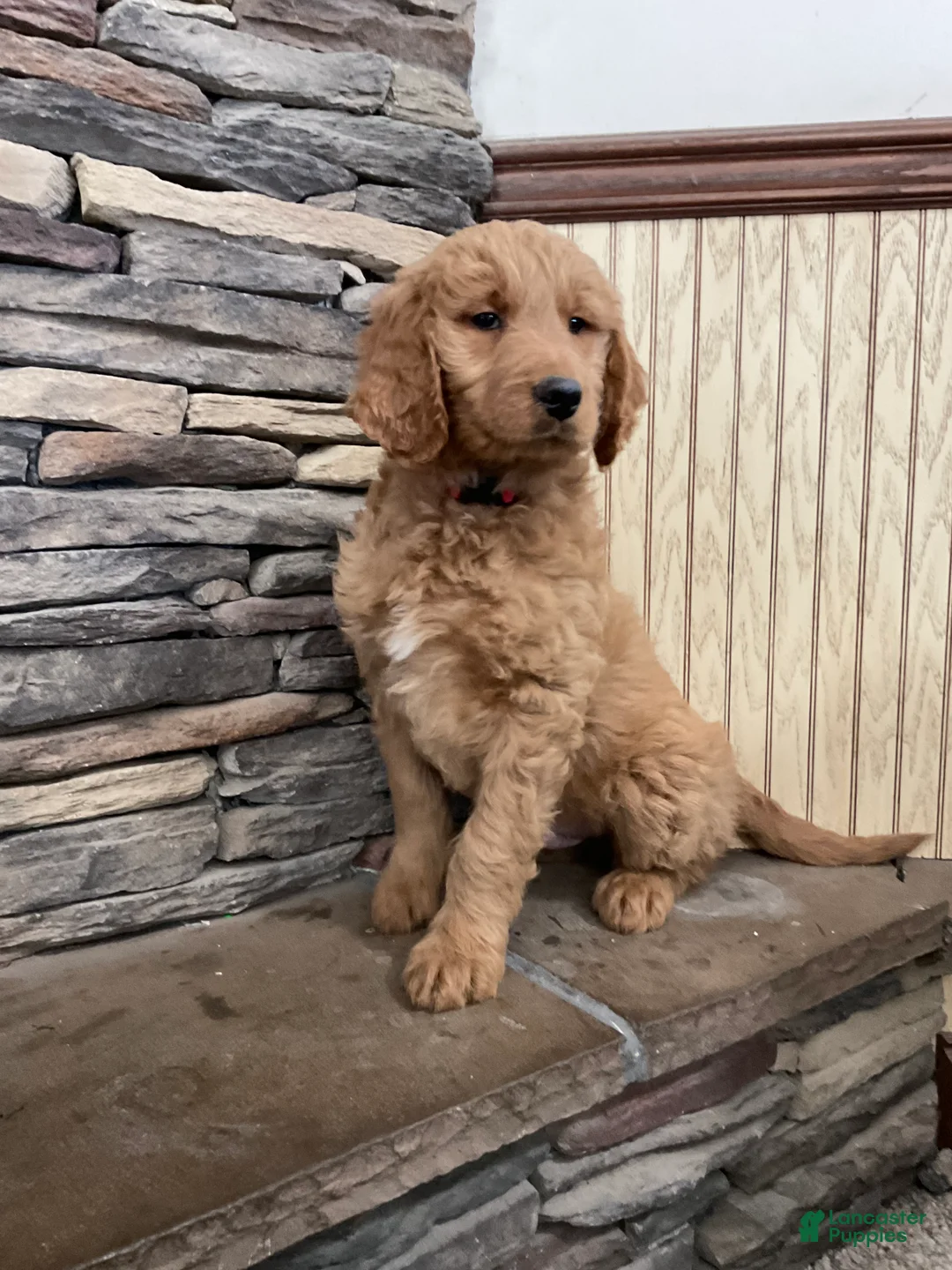 Goldendoodle dogs for sale: Clark - Ad 7