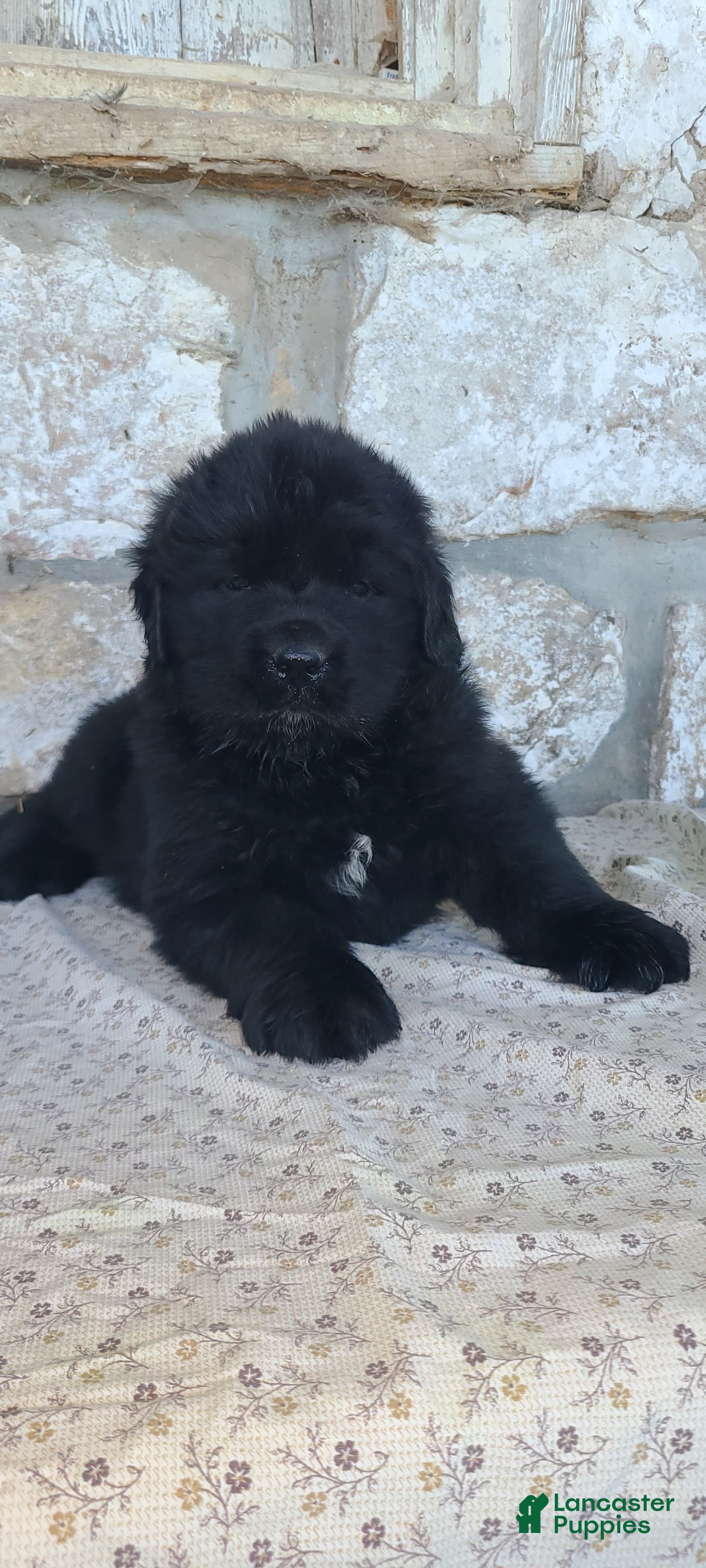 Newfoundland dogs Newfoundland Puppy 3 - Ad 42
