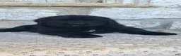Newfoundland dogs for sale: Newfoundland Puppy 3 - Ad 1