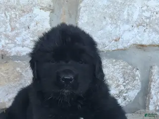 Newfoundland dogs Newfoundland Puppy 3 - Ad 31