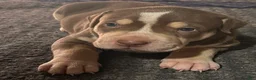 American Bully dogs for sale: American Bully 1 - Ad 5
