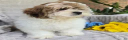 Shihpoo dogs for sale: Sparky - Ad 10