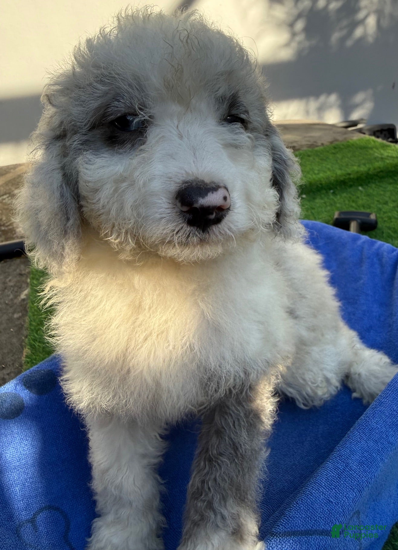 Mini Aussiedoodle dogs Lenny - Ad 2