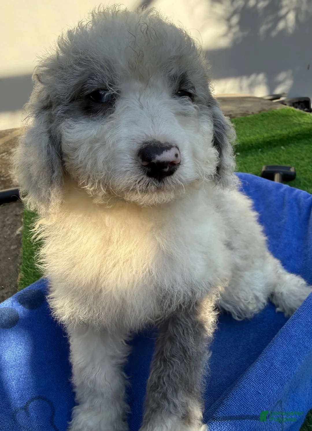 Mini Aussiedoodle dogs for sale: Lenny - Ad 2