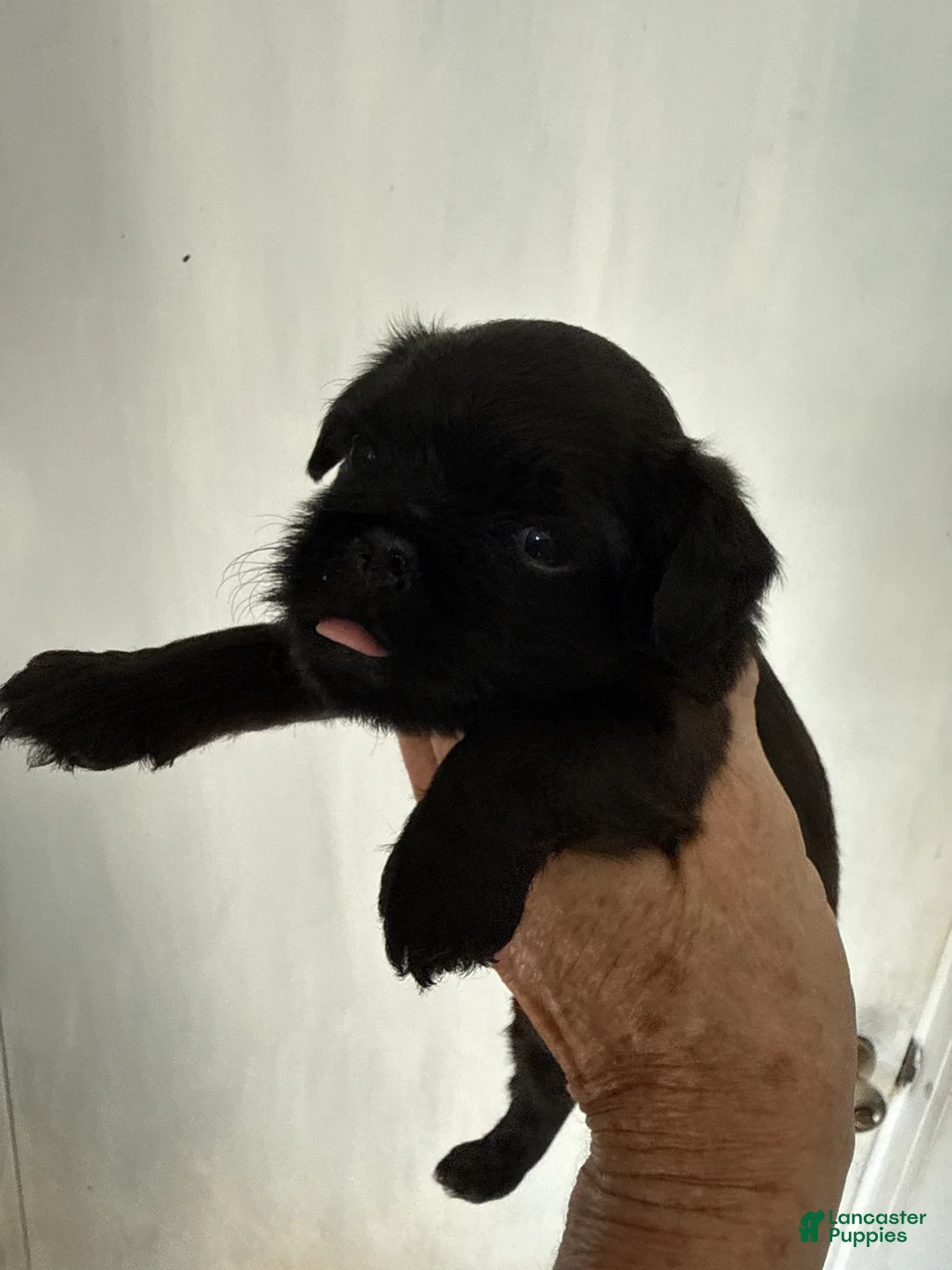Brussels Griffon dogs for sale: Brussels Griffon 2 - Ad 1