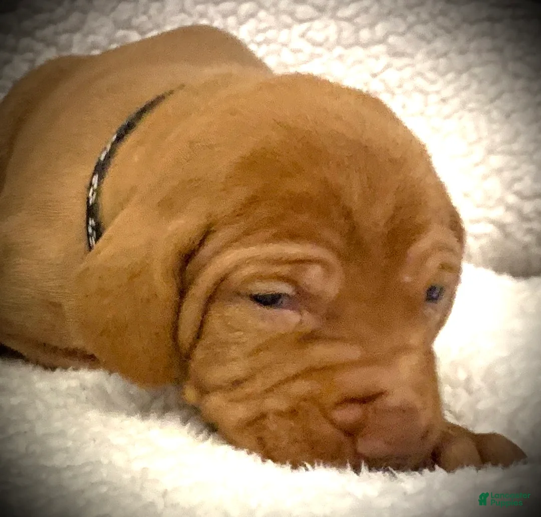 Vizsla dogs for sale: Vizsla Puppy 1 - Ad 16