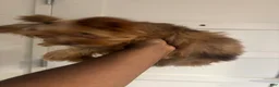 Yorkshire Terrier dogs for sale: Autumn - Ad 5