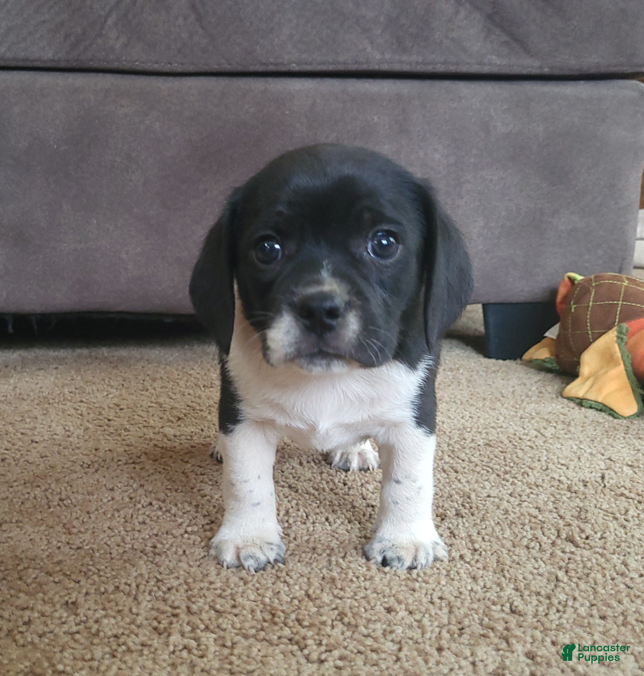 Puggle dogs Tito - Ad 3