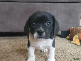 Puggle dogs Tito - Ad 3