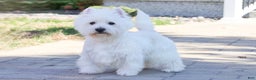 West Highland Terrier dogs for sale: Allister  - Ad 11