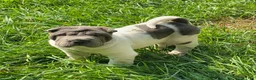 Shar Pei dogs for sale: Trevor  - Ad 8