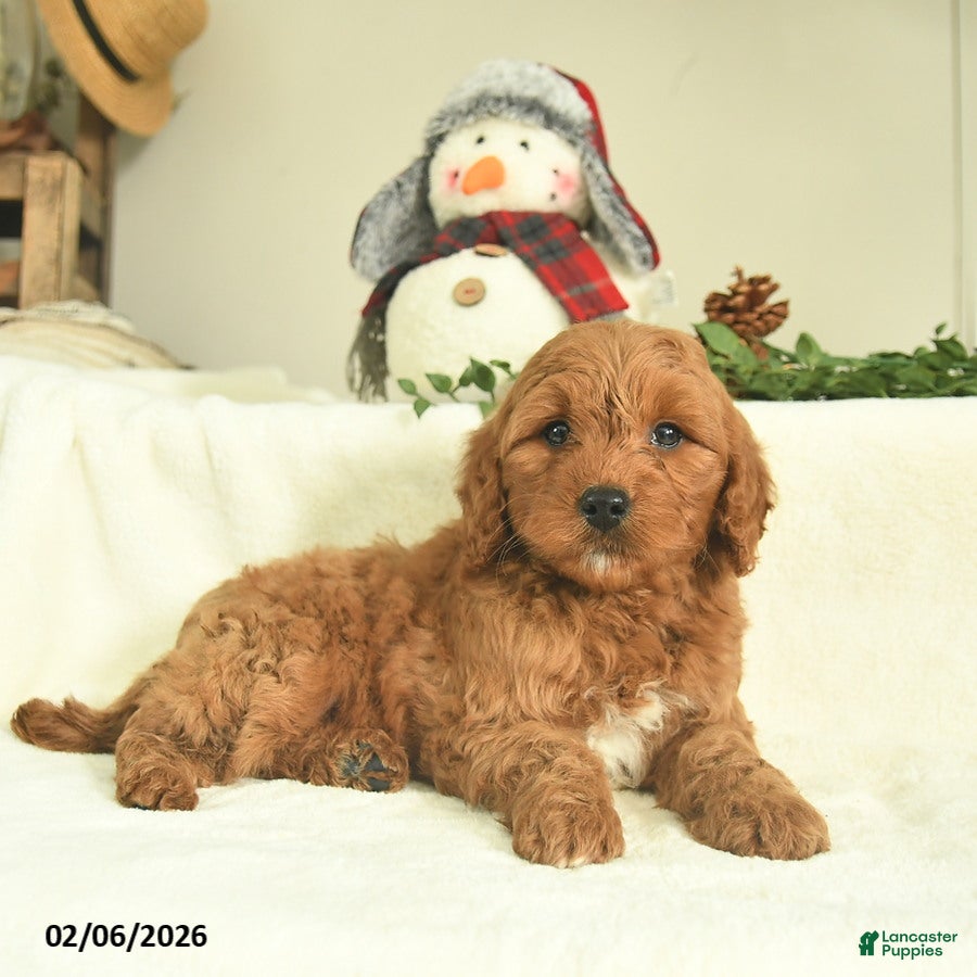 Goldendoodle dogs Duke  - Ad 37