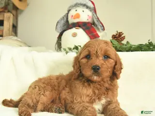 Goldendoodle dogs Duke - Ad 37