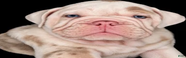 Georgie