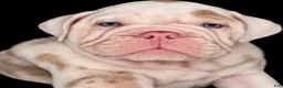 Beabull dogs for sale: Georgie - Ad 1