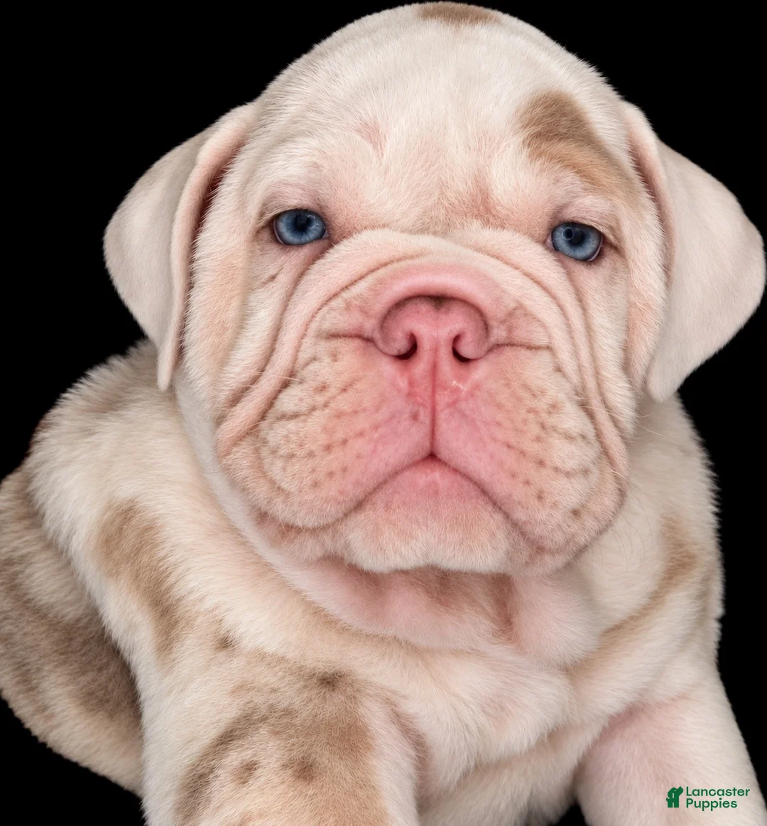 Beabull dogs for sale: Georgie - Ad 1