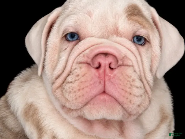 Beabull dogs Georgie - Ad 1