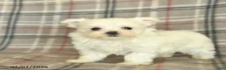 Maltese dogs for sale: Ruby  - Ad 2