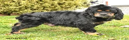 English Cocker Spaniel dogs for sale: Mia  - Ad 6