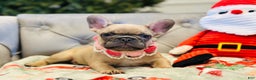 French Bulldog dogs for sale: Lily - Ad 2