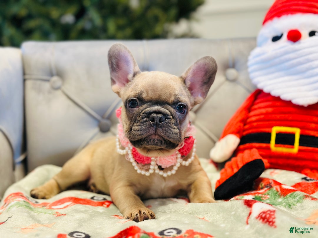 French Bulldog dogs for sale: Lily - Ad 2