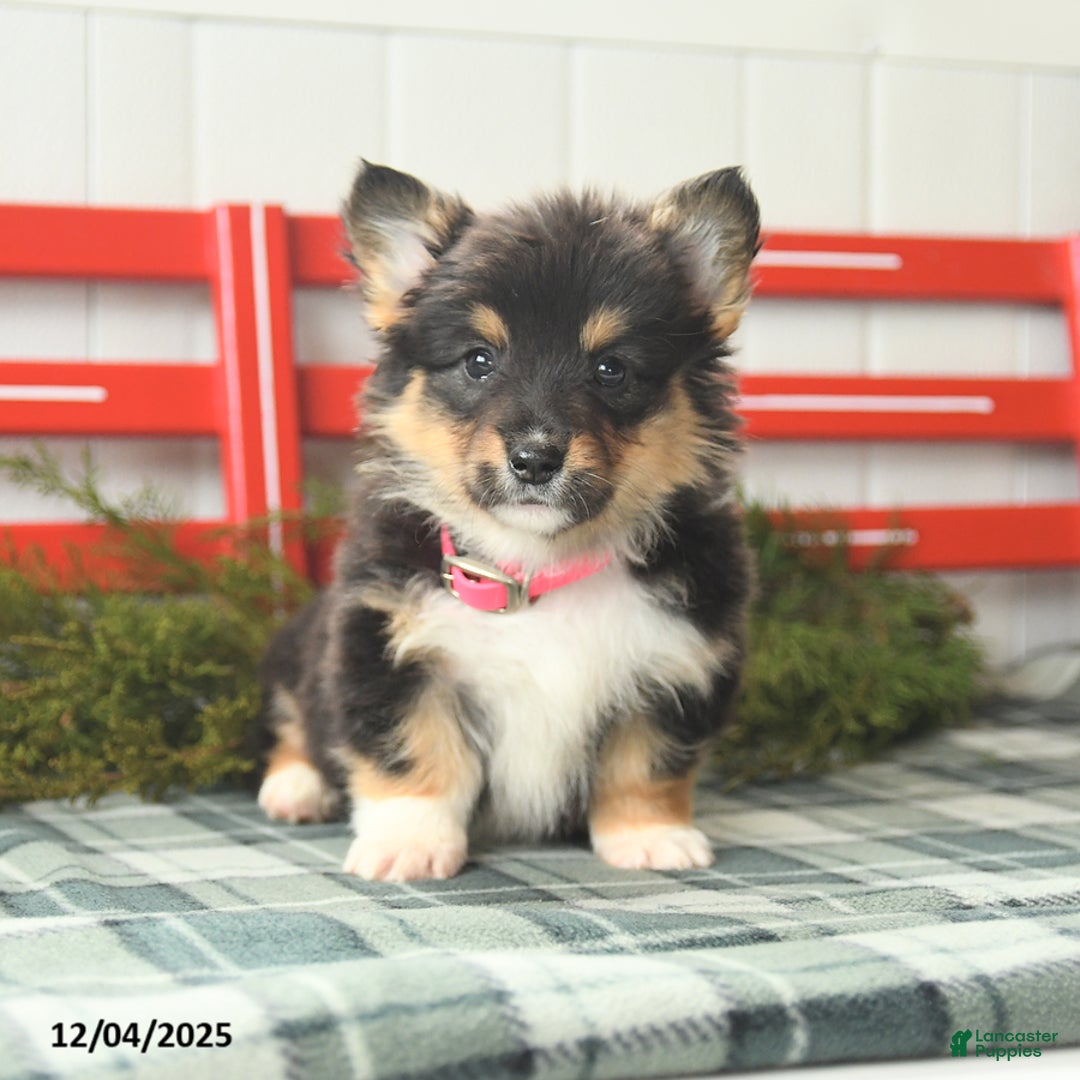 Welsh Corgi Pembroke dogs for sale: Fluffy Tootsie Roll - Ad 3