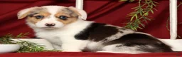 Welsh Corgi Pembroke dogs for sale: Teresa - Ad 7