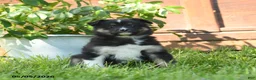 Miniature Australian Shepherd dogs for sale: Geraniam - Ad 3
