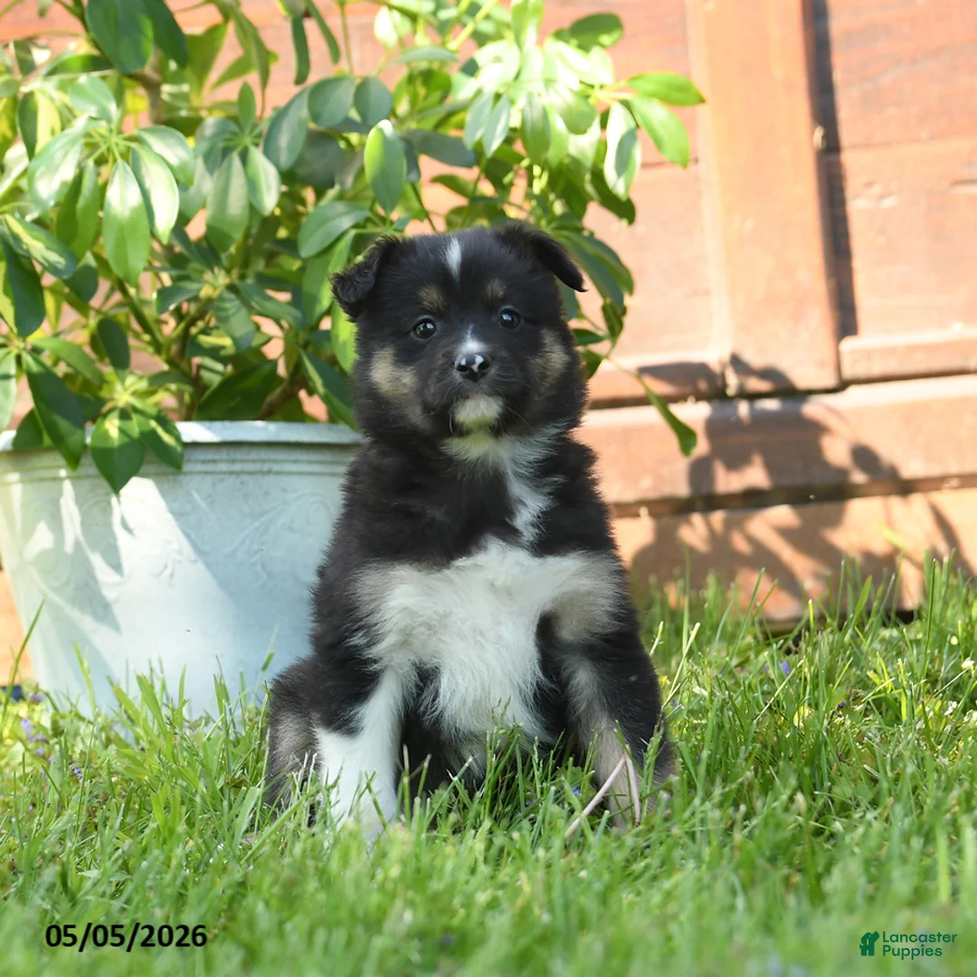 Miniature Australian Shepherd dogs for sale: Geraniam - Ad 3
