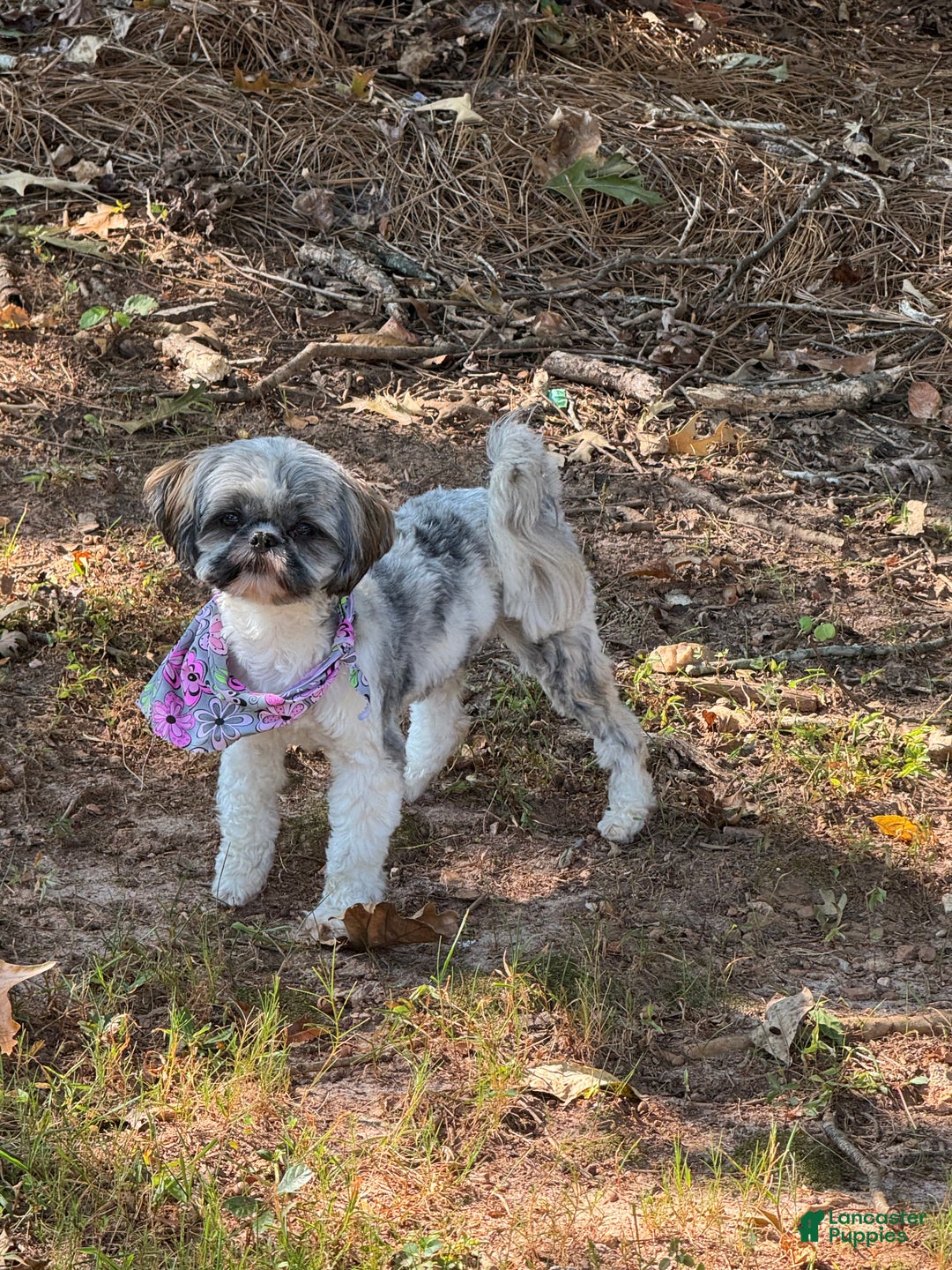 Shih Tzu dogs for sale: Shih Tzu Puppy 5 - Ad 4