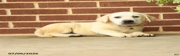 Labrador Retriever dogs for sale: Bobby - Ad 5