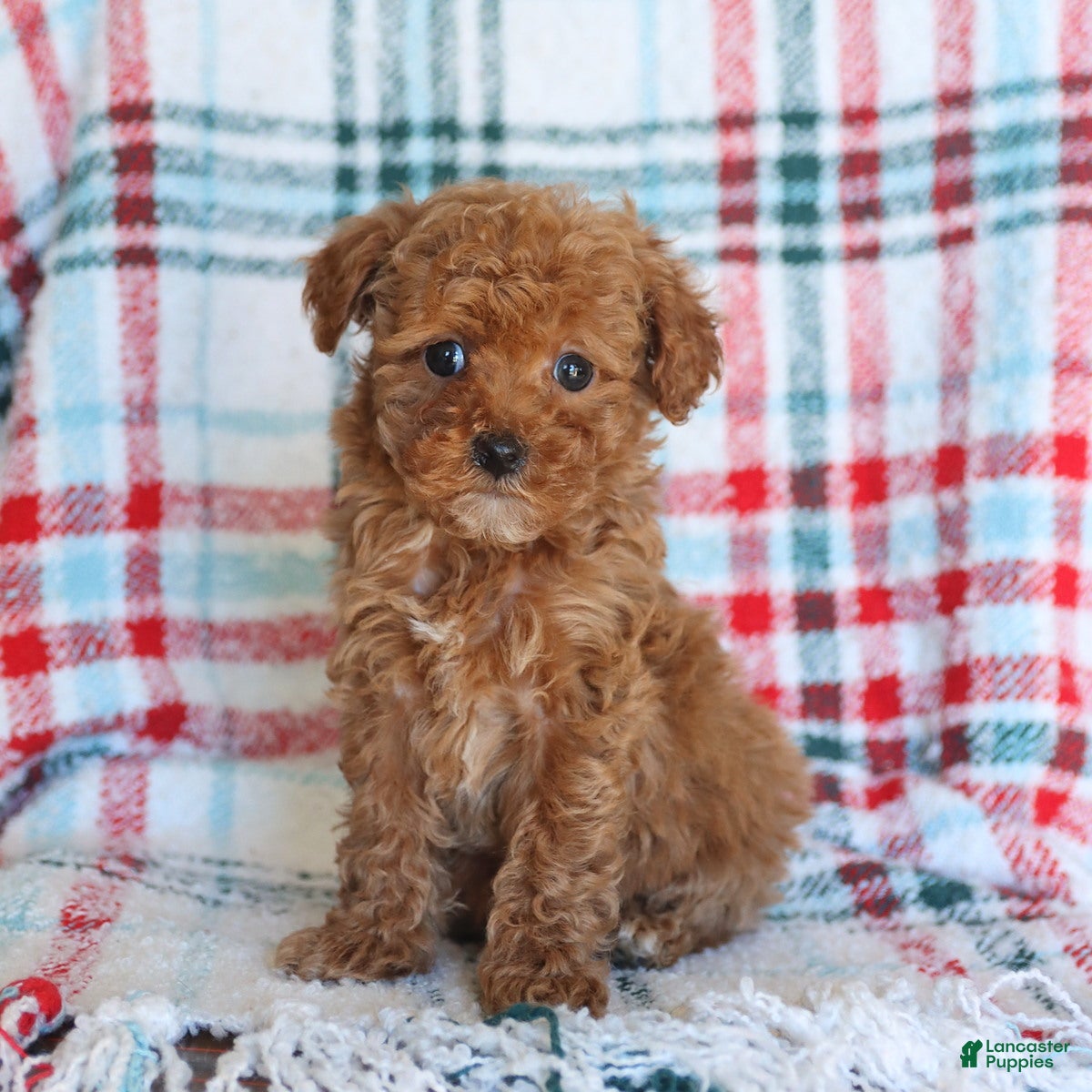 Toy Poodle dogs Teddy - Ad 42